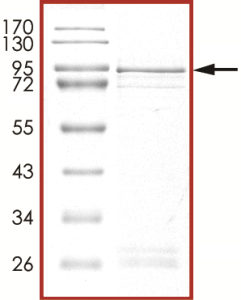 ALK (I1171N D1203N), Active